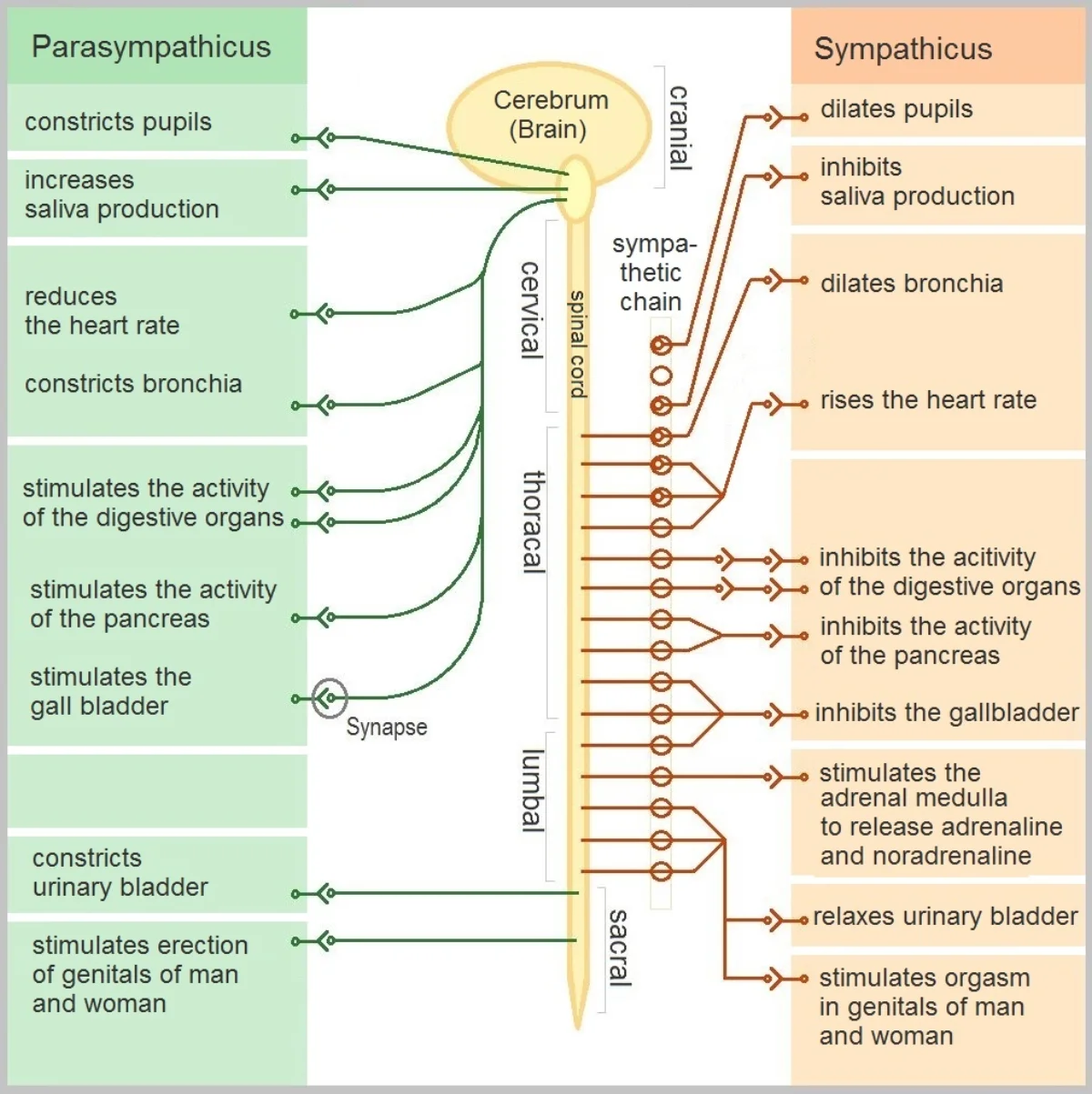 A side-by-side comparison diagram of parasympathetic (green, left) and sympathetic (orange, right) outflows from the spinal cord, with each branch's effects on pupils, salivation, heart rate, bronchi, digestion, pancreas, gallbladder, adrenal medulla, urinary bladder, and genitals labeled. Parasympathetic exits cranially and sacrally; sympathetic exits thoracically and lumbarly via the sympathetic chain