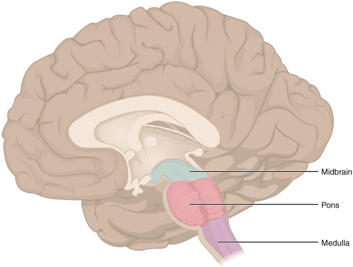 Mid-sagittal illustration of the human brain with the three segments of the brainstem highlighted in different colors and labeled — midbrain (top, blue), pons (middle, pink), and medulla (bottom, purple) — emerging downward from beneath the cerebral hemispheres