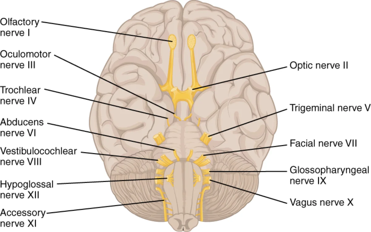 Inferior view of the human brain showing all twelve pairs of cranial nerves emerging from the underside of the brain and brainstem, each labeled with its name and Roman numeral: I Olfactory, II Optic, III Oculomotor, IV Trochlear, V Trigeminal, VI Abducens, VII Facial, VIII Vestibulocochlear, IX Glossopharyngeal, X Vagus, XI Accessory, XII Hypoglossal