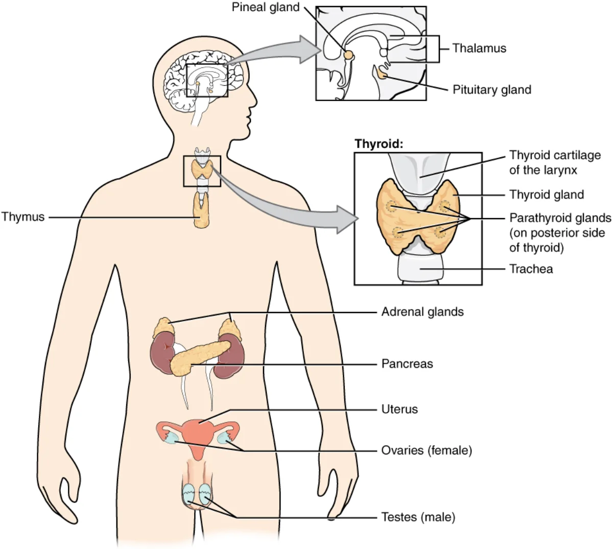 Anatomical illustration of a human torso with the major endocrine glands labeled in their anatomical locations: pineal gland and pituitary gland in the brain (with thalamus inset), thymus and thyroid (with parathyroids on its posterior surface) in the chest and neck, adrenal glands sitting atop each kidney, pancreas in the abdomen, and gonads (ovaries in females, testes in males) in the pelvis