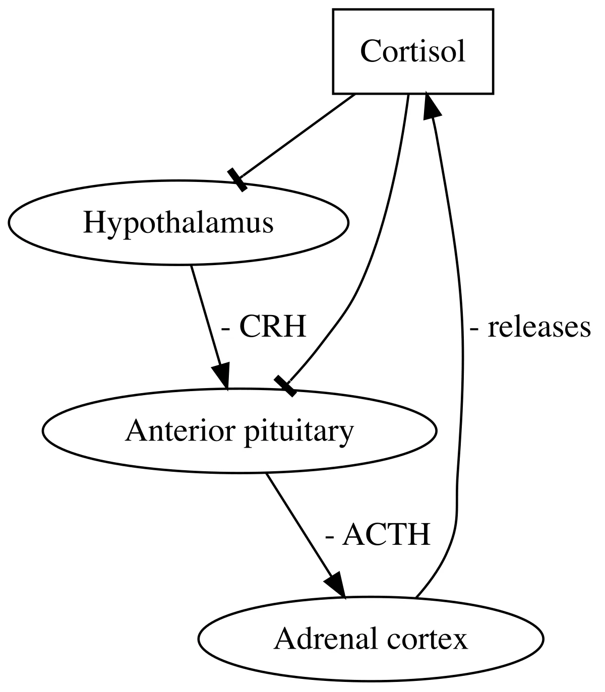 Diagram of the hypothalamic-pituitary-adrenal (HPA) axis as a vertical chain: hypothalamus → CRH → anterior pituitary → ACTH → adrenal cortex → cortisol. Two negative-feedback arrows from the cortisol box at the top point back to the hypothalamus and the anterior pituitary, marked with inhibitory bars