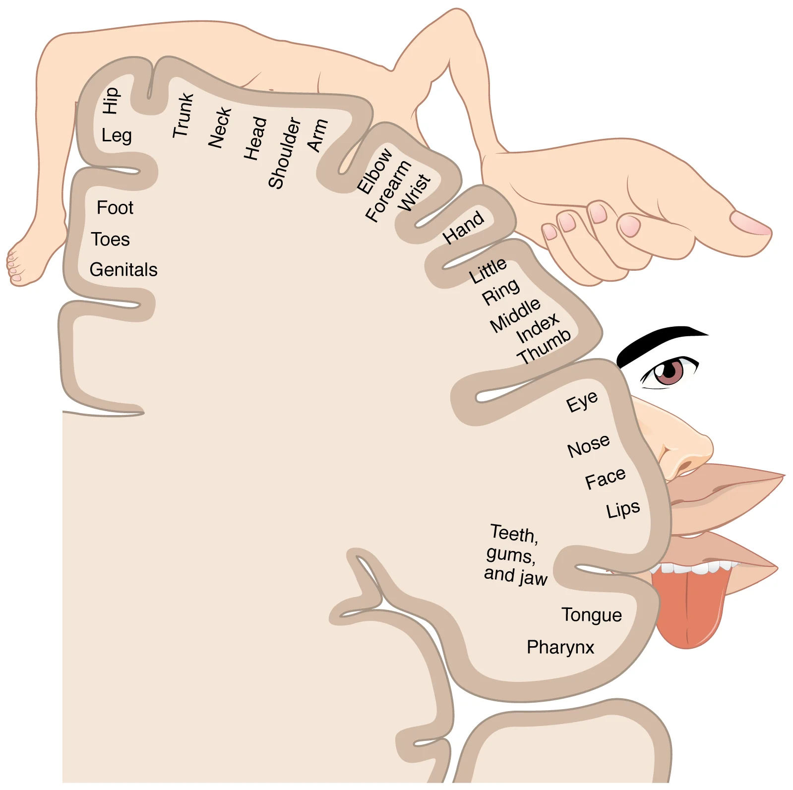 Cross-section of the primary somatosensory cortex with body regions labeled in sequence (hip, leg, trunk, arm, hand with individual fingers, face, lips, tongue) and cartoon body parts drawn alongside showing disproportionate sizes