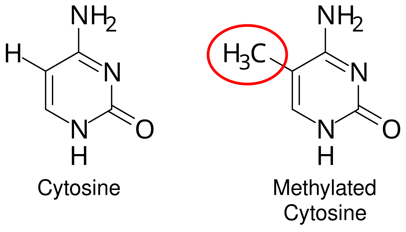 Side-by-side chemical structures of cytosine and 5-methylcytosine, with the added methyl group (CH3) highlighted in a red circle on the methylated version