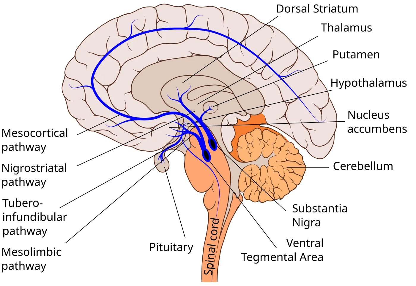 Mid-sagittal diagram of the human brain with four dopaminergic pathways traced in blue: mesocortical (to prefrontal cortex), mesolimbic (VTA to nucleus accumbens), nigrostriatal (substantia nigra to dorsal striatum), and tuberoinfundibular (hypothalamus to pituitary)