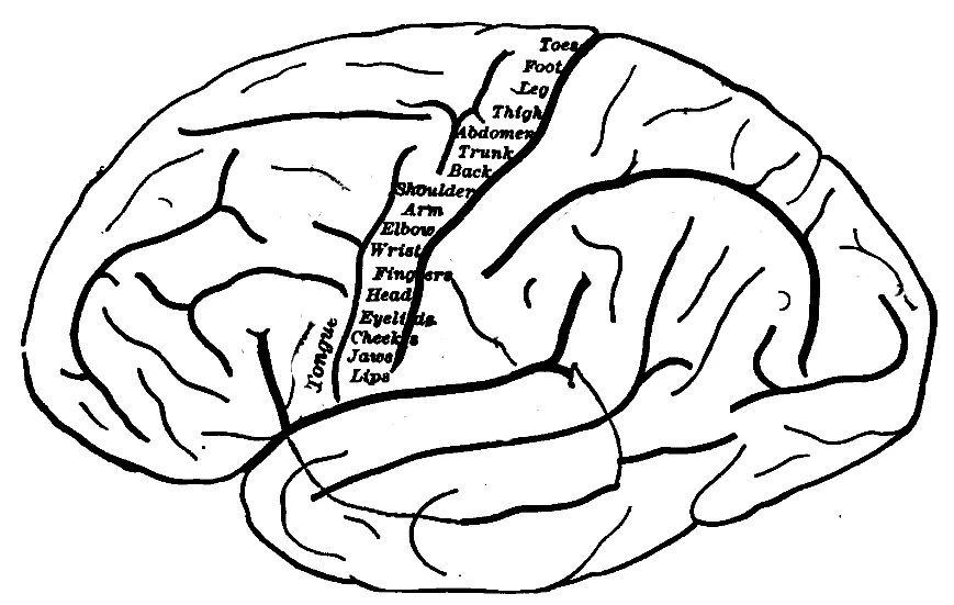 Classical lateral-view diagram of the human brain with body parts labeled along the primary motor cortex strip, showing toes at the top and lips/tongue at the bottom