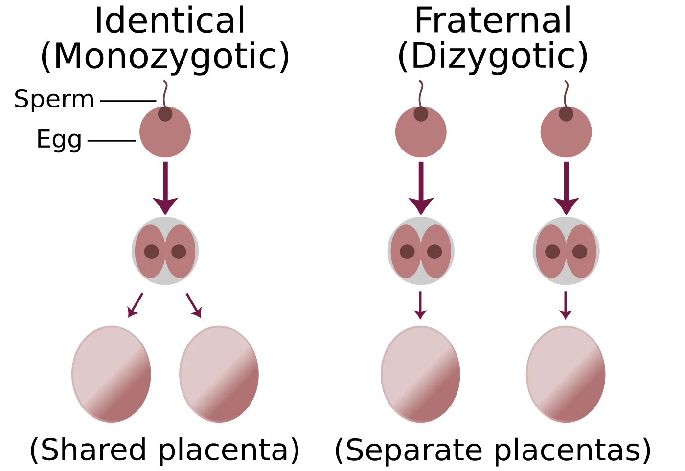 Diagram comparing monozygotic and dizygotic twin formation: identical (monozygotic) twins form from one sperm and one egg that splits into two embryos sharing a placenta; fraternal (dizygotic) twins form from two separate sperm-egg pairs with separate placentas