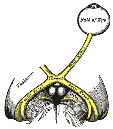 Classical Gray's Anatomy illustration of the optic nerves, optic chiasm, and optic tracts projecting from the eye to the thalamus, with fibers from the nasal retina crossing at the chiasm