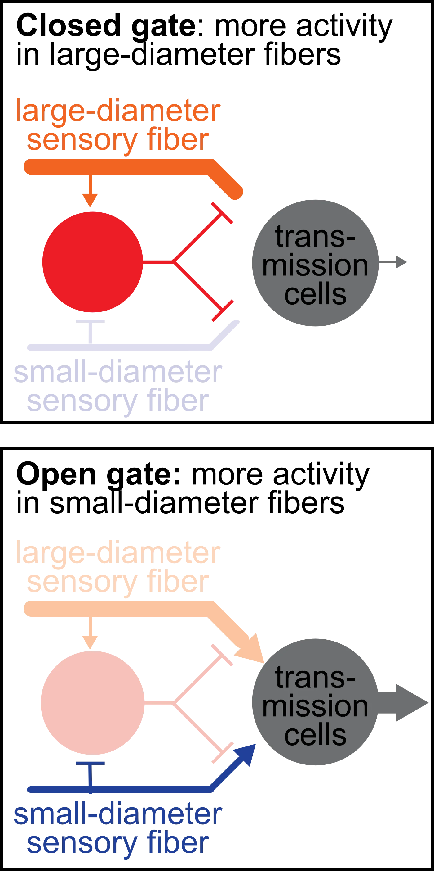 Two-panel schematic of gate control theory: top panel shows the gate open (small-diameter pain fiber drives transmission cells while large-diameter fiber is quiet); bottom panel shows the gate closed (large-diameter touch fiber activates an inhibitory interneuron that suppresses the transmission cell)