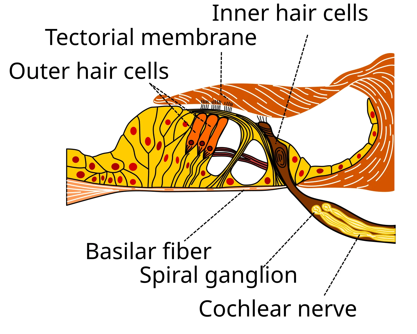 Cross-section of the Organ of Corti showing the basilar fiber at the base, three rows of outer hair cells and one row of inner hair cells with stereocilia, the tectorial membrane above the hair cells, and the spiral ganglion leading to the cochlear nerve