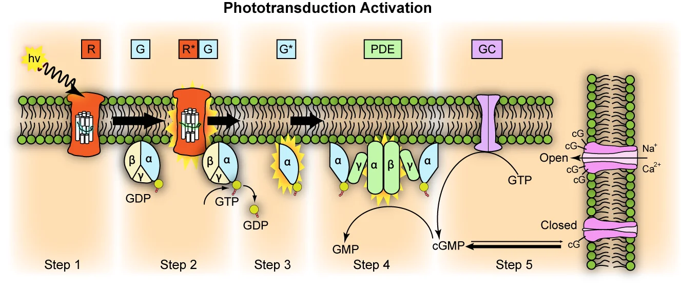 Five-step diagram of the phototransduction cascade: photon activates rhodopsin (R), which activates transducin (G) by GDP→GTP exchange, which activates phosphodiesterase (PDE), which converts cGMP to GMP, which closes the cGMP-gated sodium channel, hyperpolarizing the rod