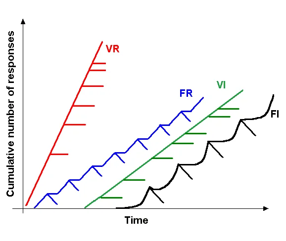 Cumulative response graph with Time on the x-axis and Cumulative number of responses on the y-axis. Four curves are shown: variable ratio (VR) steepest and straightest; fixed ratio (FR) with stair-step pattern; variable interval (VI) steady moderate slope; fixed interval (FI) with scalloped curve. Hash marks indicate when reinforcement was delivered