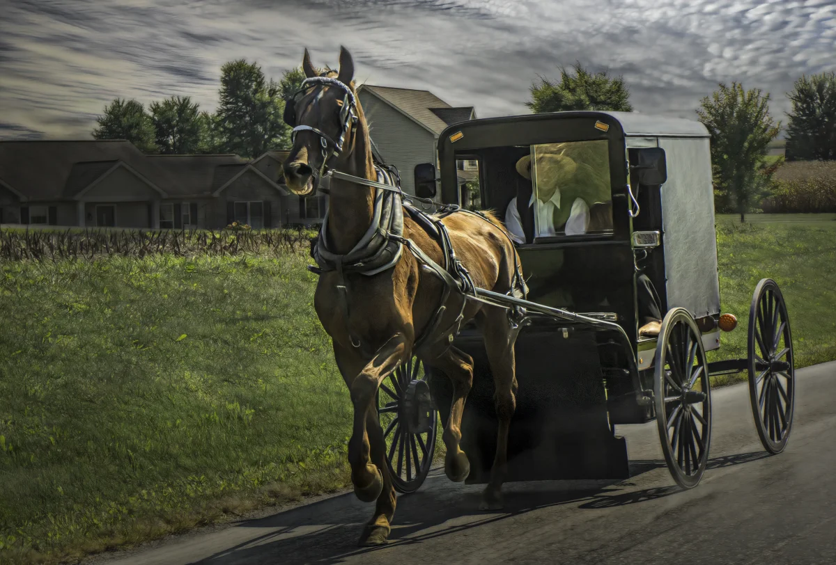 Color photograph of a black-painted enclosed Amish horse-and-buggy carriage being pulled at a brisk pace down a rural Pennsylvania road by a single brown horse, with a barn and fields visible in the soft-lit background