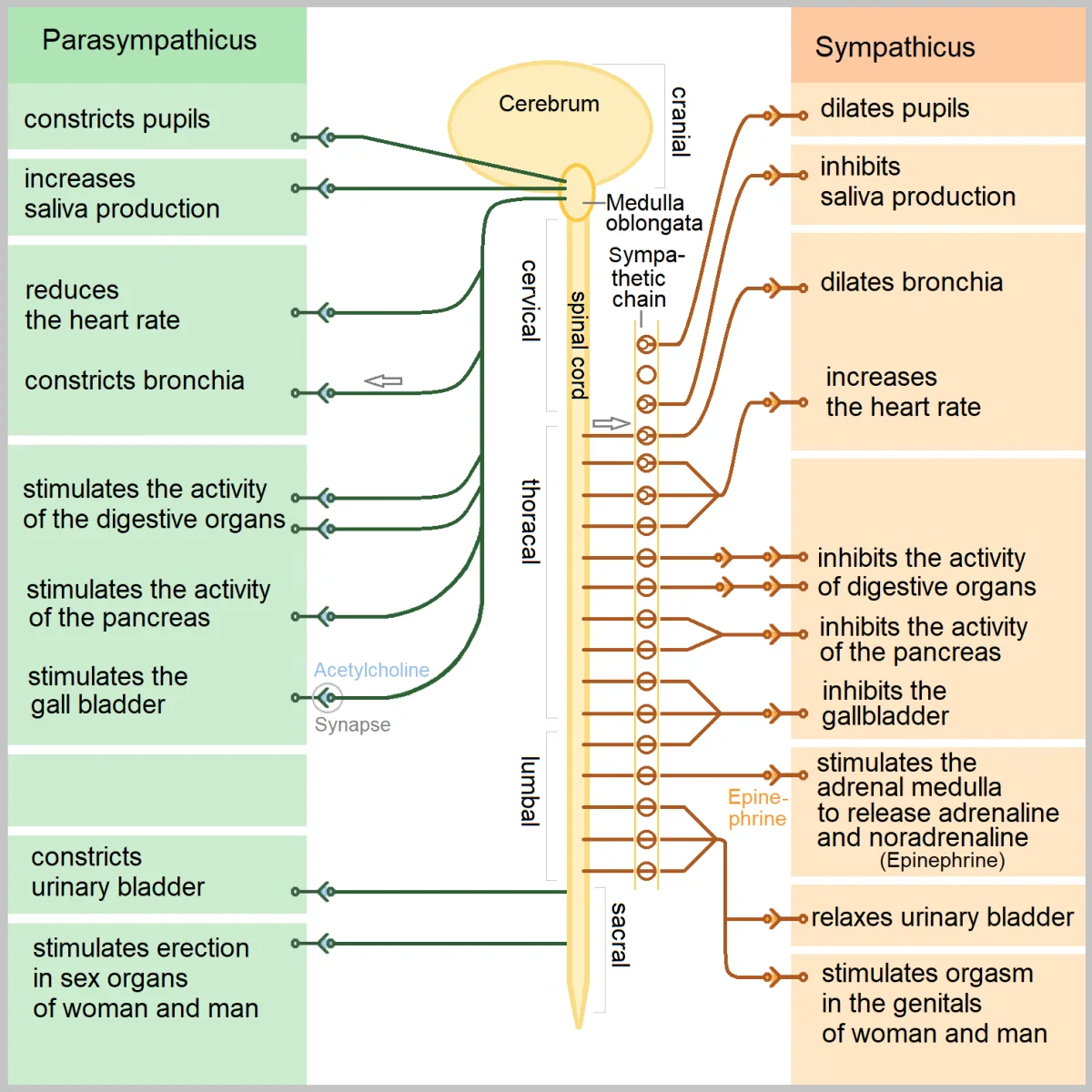 Side-by-side organ chart contrasting parasympathetic (green, left) and sympathetic (orange, right) nervous system effects on pupils, salivation, heart rate, bronchi, digestion, adrenal medulla, and bladder, with the spinal cord and cranial-thoracic-lumbar-sacral outflow shown between the two columns