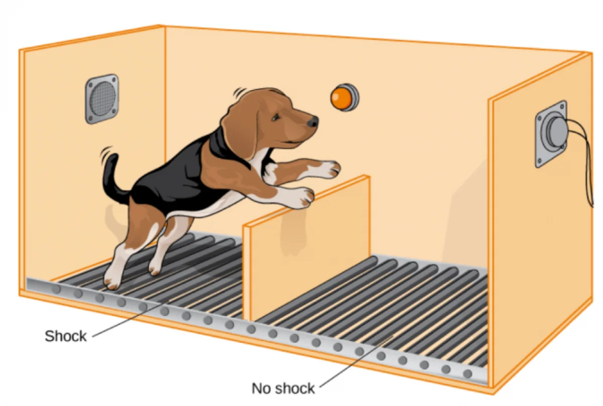 Illustration of a two-compartment shuttle box used in learned-helplessness experiments. A beagle leaps over a low partition from the shock side (electrified grid floor) to the no-shock side (safe grid floor). A speaker and warning light are mounted on each wall