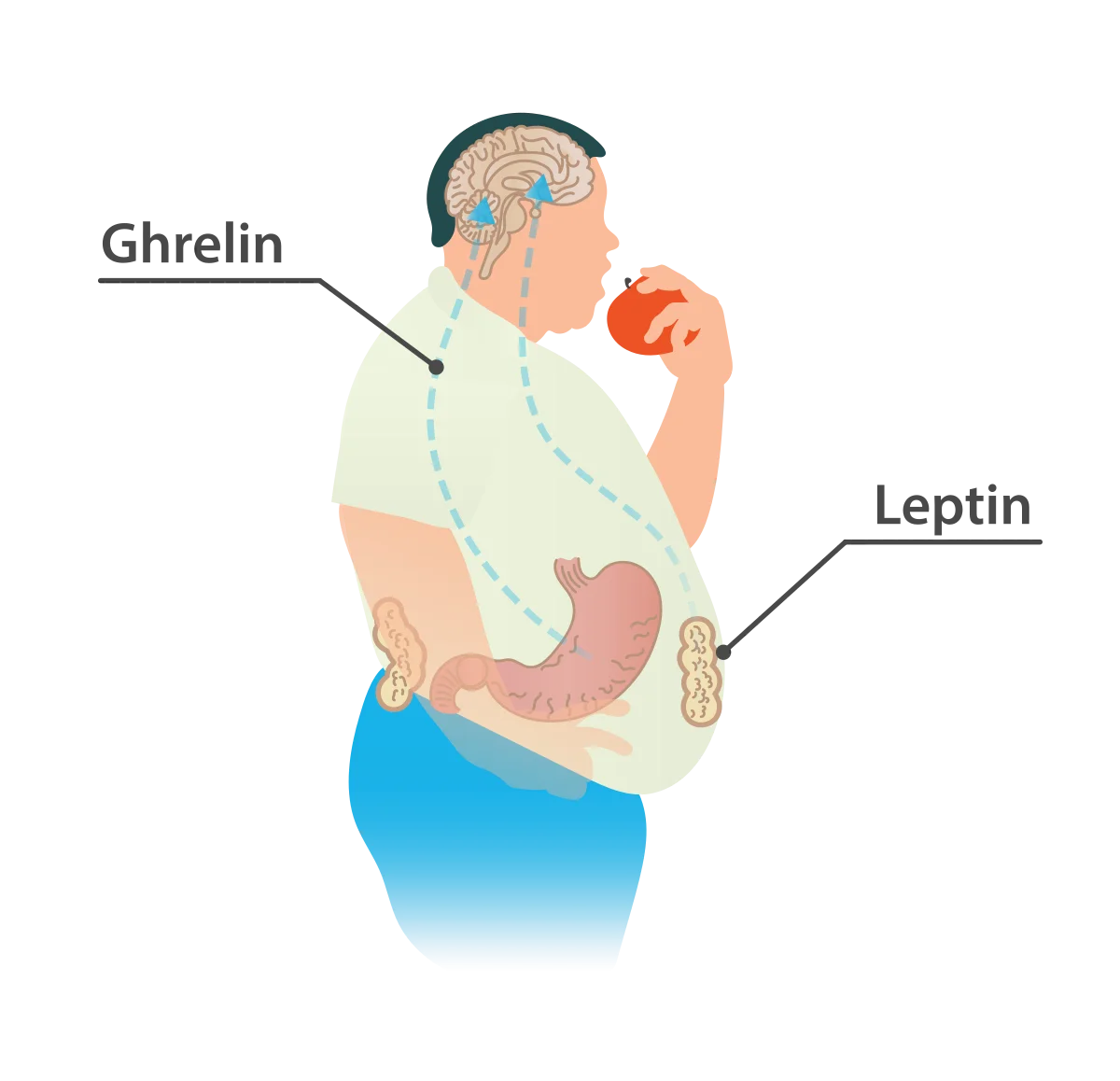 Anatomical illustration of a person eating an apple with two hunger-regulating hormones labeled: ghrelin (released from the stomach to signal hunger to the brain) and leptin (released from adipose tissue to signal satiety)