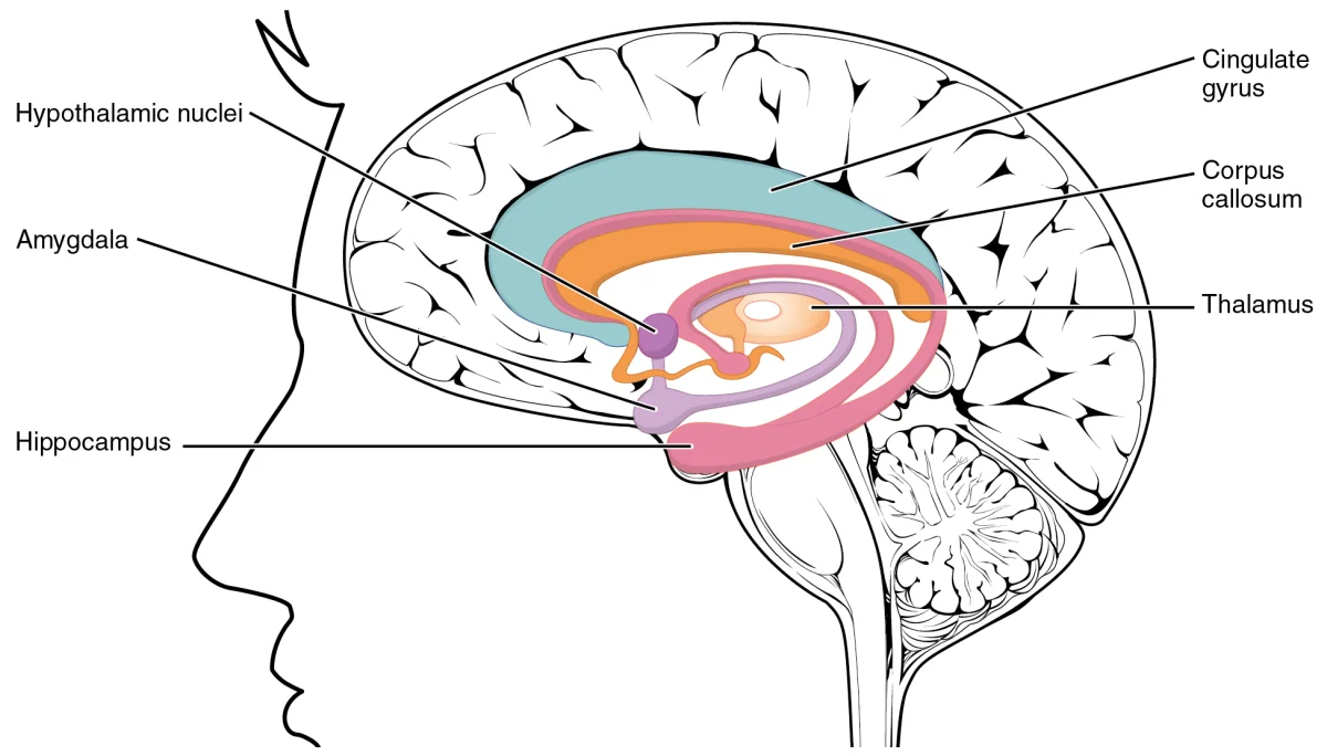 Sagittal view of the brain with the limbic system structures highlighted in color: hypothalamic nuclei, amygdala, hippocampus, thalamus, cingulate gyrus, and corpus callosum, each labeled with leader lines