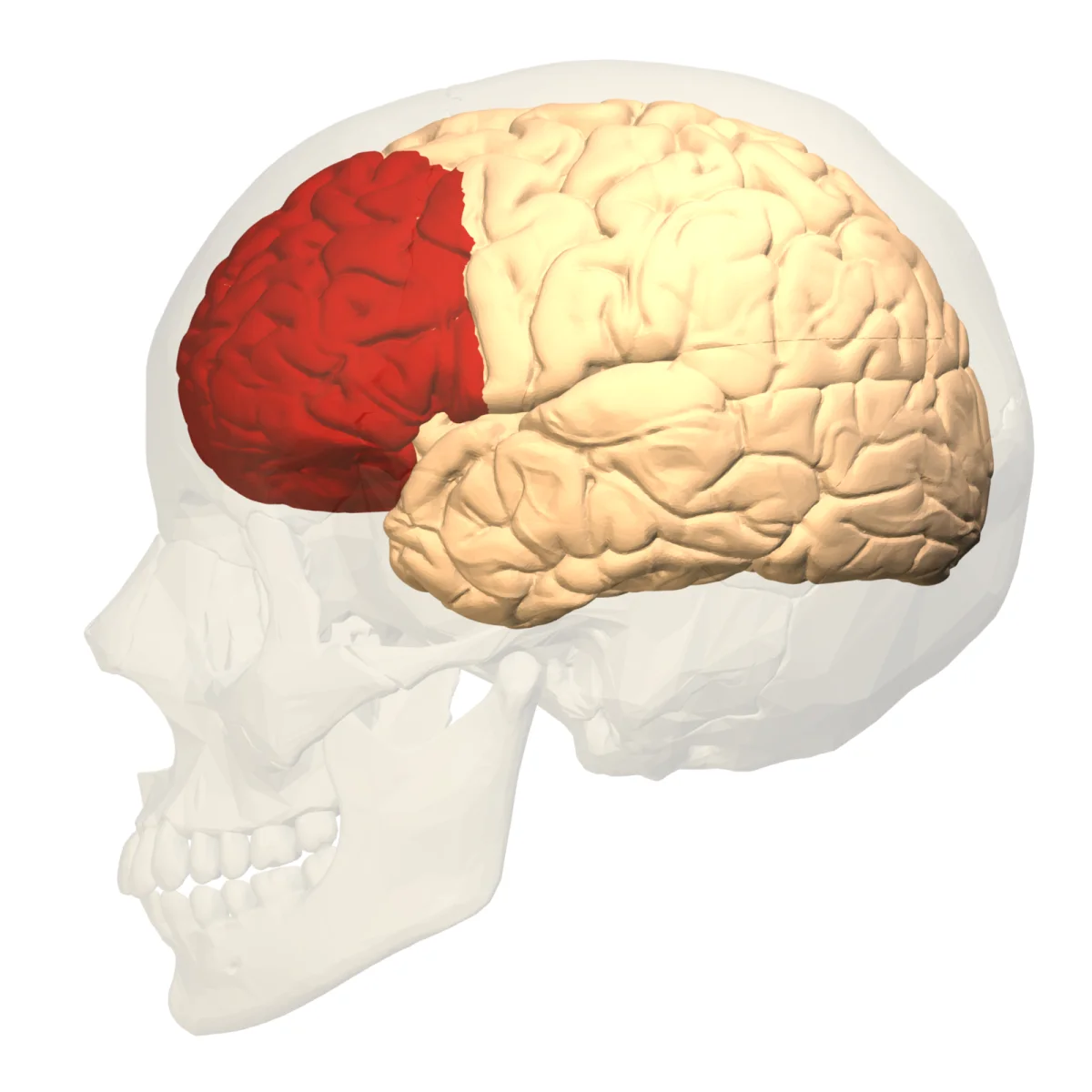 Lateral 3D rendering of a brain inside a translucent skull. The prefrontal cortex (anterior portion of the frontal lobe, behind the forehead) is highlighted in red while the rest of the cortex is left in beige