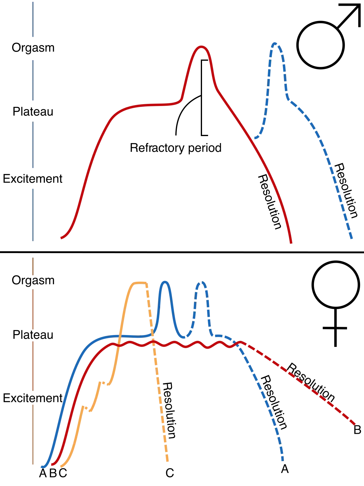 Two stacked time-course graphs of arousal labeled excitement, plateau, orgasm, and resolution. The top male curve rises through excitement to a single orgasm peak followed by a refractory period during resolution. The bottom female curve shows three possible response patterns (A, B, C) including multiple orgasms and a non-orgasmic plateau