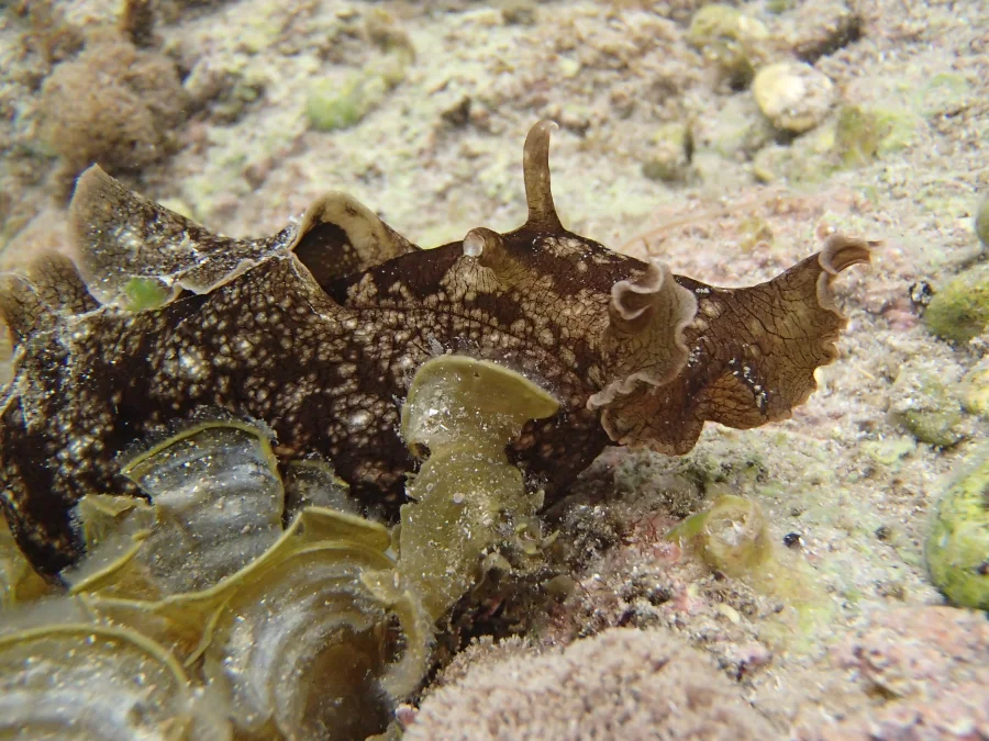 Underwater photograph of an Aplysia sea slug — a brown, soft-bodied marine mollusk with two prominent rhinophores at its head and large lateral parapodia (wing-like flaps) — resting on a sandy reef
