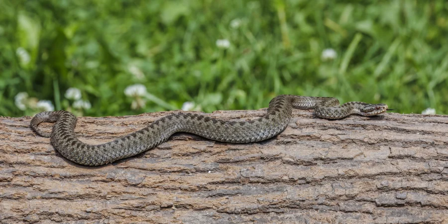 A European adder (Vipera berus), a brown-and-grey patterned venomous snake, lying coiled across a fallen log with green grass behind it