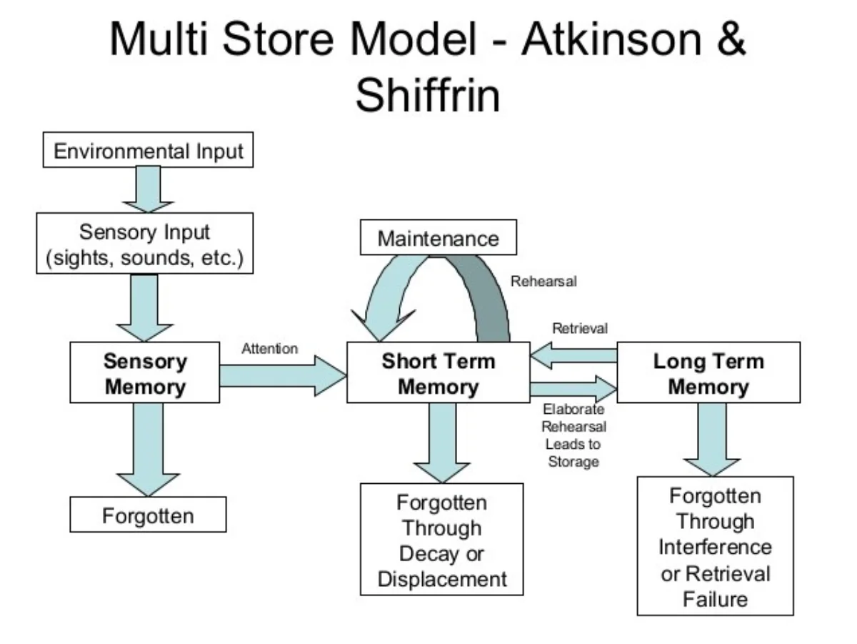 Flowchart of the Atkinson-Shiffrin multi-store model: environmental input enters sensory memory, is filtered by attention into short-term memory, where rehearsal can either maintain it in STM or transfer it via elaborative rehearsal into long-term memory; retrieval flows the other direction. Arrows label decay, displacement, interference, and retrieval failure as the failure modes for each store