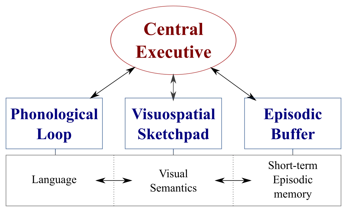 Diagram of Baddeley and Hitch's working memory model. A central executive sits at the top with bidirectional arrows to three subsystems below: the phonological loop (handling language), the visuospatial sketchpad (handling visual semantics), and the episodic buffer (handling short-term episodic memory)