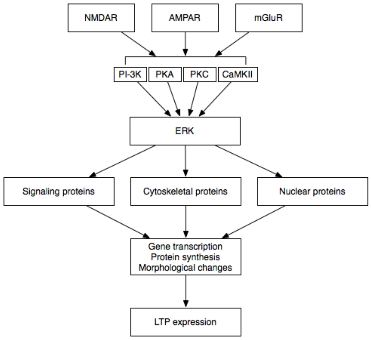 Flowchart of late long-term potentiation: NMDA, AMPA, and mGluR receptors at the top feed into kinases (PI-3K, PKA, PKC, CaMKII), which converge on ERK; ERK then drives signaling, cytoskeletal, and nuclear protein cascades that produce gene transcription, protein synthesis, and morphological changes — yielding LTP expression at the bottom