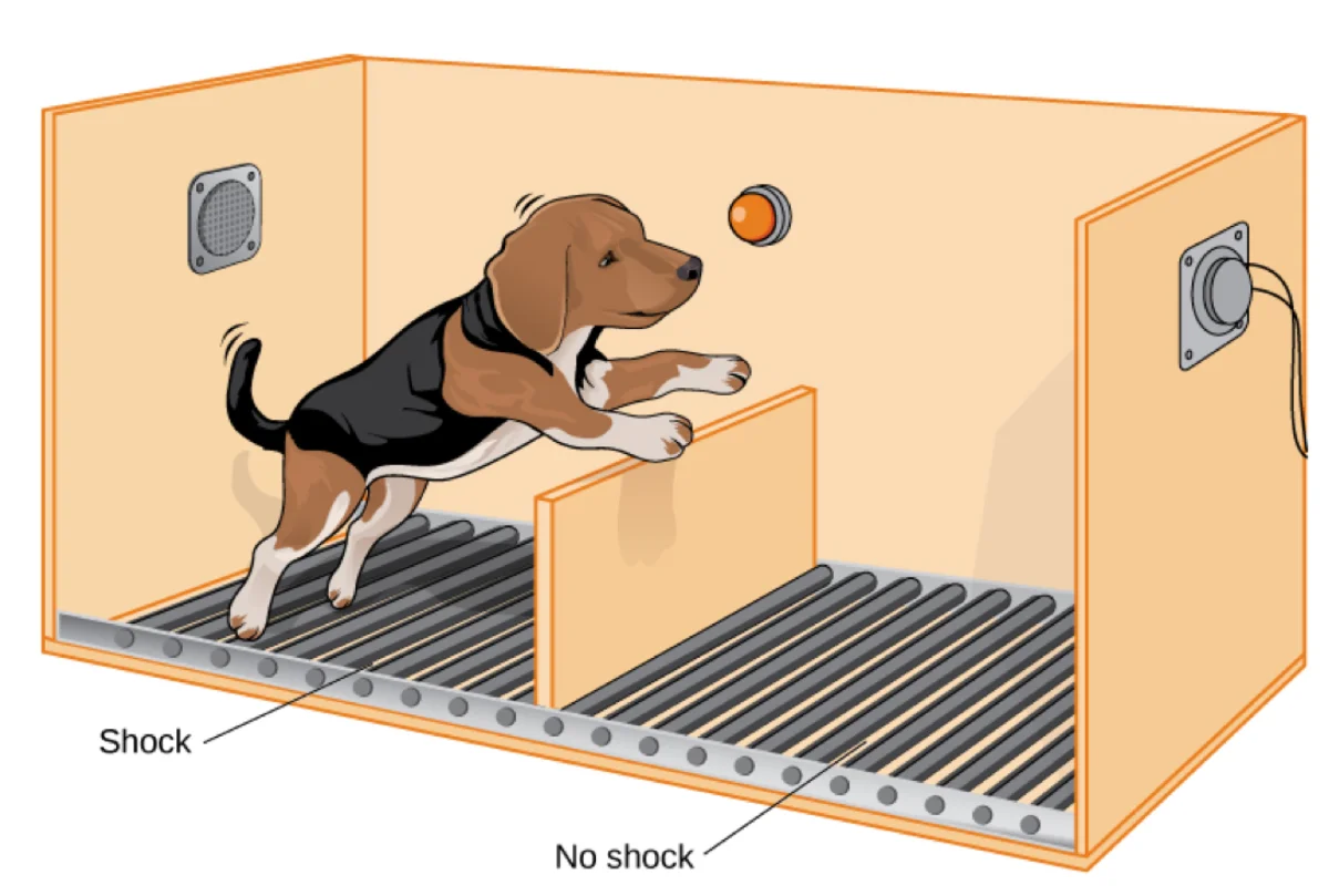 Illustration of a beagle in a two-chamber shuttle box, jumping over a low partition from a left chamber labeled Shock to a right chamber labeled No shock; loudspeakers and a warning light are mounted on the walls