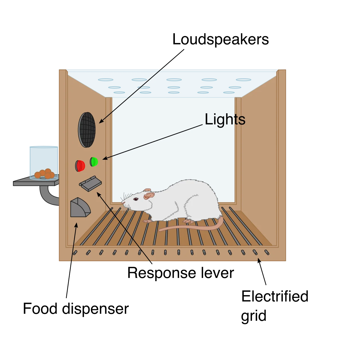 Color cutaway diagram of a Skinner operant conditioning chamber containing a white rat. Labels point to a response lever, food dispenser, loudspeakers, lights, and an electrified grid floor