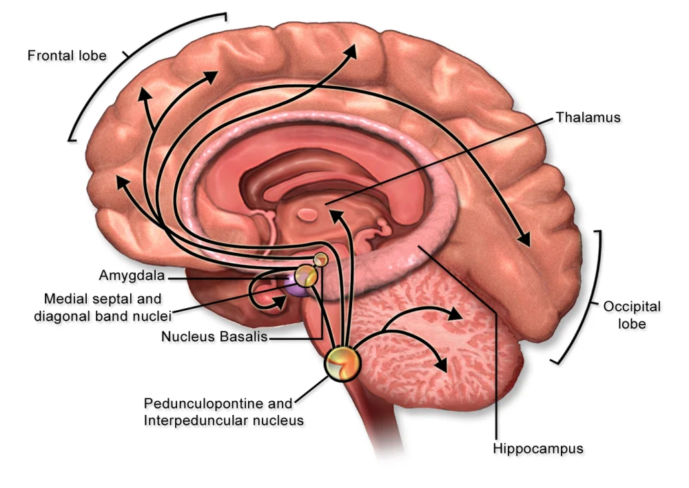 Sagittal medical illustration of the human brain showing acetylcholine projection pathways. Yellow and orange spheres marking cholinergic source nuclei (medial septal and diagonal band nuclei, nucleus basalis, pedunculopontine and interpeduncular nucleus) sit beneath the corpus callosum, with curved black arrows projecting outward to the frontal lobe, occipital lobe, thalamus, amygdala, hippocampus, and cerebellum