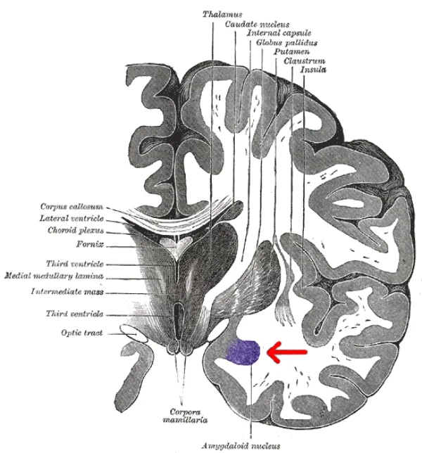 Black-and-white anatomical engraving of a coronal section of the human cerebrum (Henry Vandyke Carter for Gray's Anatomy, 1918) with labels along the top for thalamus, caudate nucleus, internal capsule, globus pallidus, putamen, claustrum, and insula, and labels along the left for corpus callosum, lateral ventricle, choroid plexus, fornix, third ventricle, optic tract, and corpora mamillaria. The amygdaloid nucleus is highlighted in purple at lower right with a red arrow pointing to it