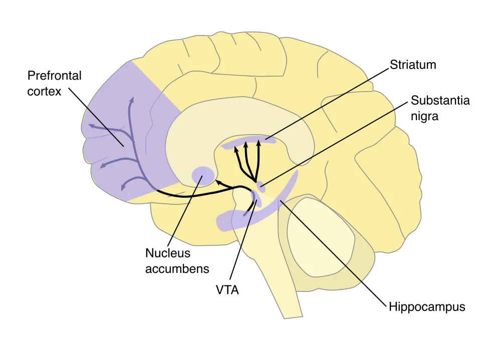 Sagittal diagram of the human brain showing four major dopamine pathways. Black arrows trace projections from the ventral tegmental area (VTA) to the nucleus accumbens (mesolimbic) and from the VTA to the prefrontal cortex (mesocortical, shown in purple). Additional arrows show projections from the substantia nigra to the striatum (nigrostriatal) and a tuberoinfundibular pathway. The hippocampus is also labeled
