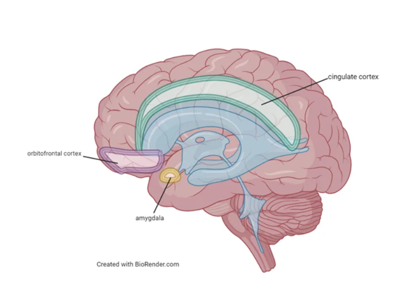 Sagittal cross-section of the human brain with three regions implicated in OCD highlighted and labeled: the orbitofrontal cortex (purple oval at the front), the cingulate cortex (green band arching over the corpus callosum), and the amygdala (yellow oval in the medial temporal lobe)