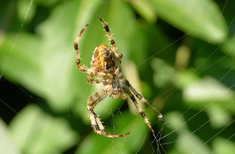Close-up macro photograph of a brown garden spider hanging upside down at the center of its web, surrounded by blurred green foliage in the background