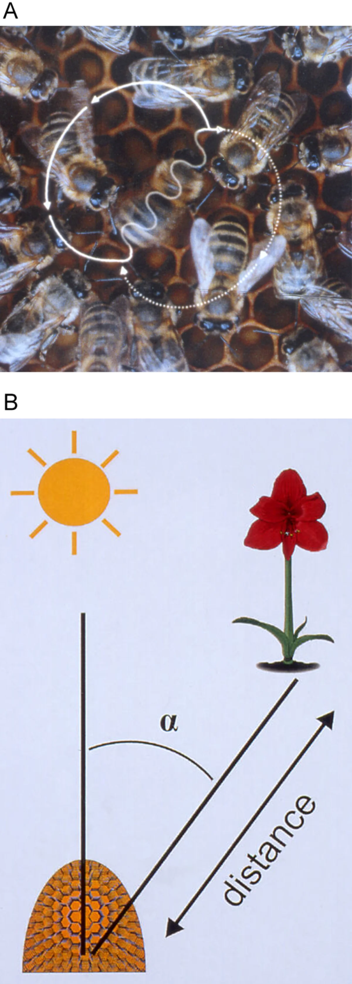 Two-panel diagram of the honeybee waggle dance. Top: photograph of bees on a honeycomb with the figure-eight dance path overlaid in white showing the straight 'waggle' run between two looping turns. Bottom: schematic with a sun, a flower, and a hive showing how the angle of the waggle run encodes the direction to the food source relative to the sun