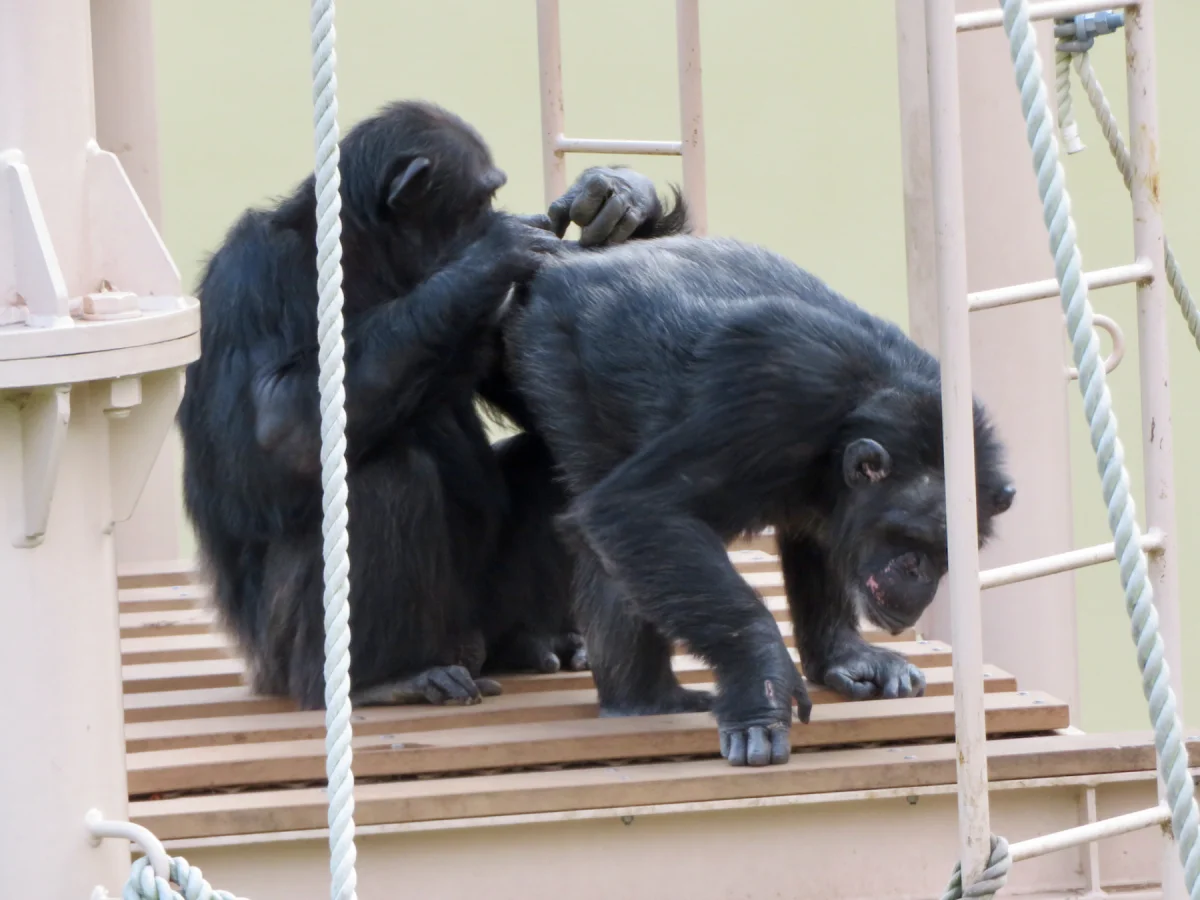Two chimpanzees on a wooden platform: one grooms the back of the other, parting the hair carefully with both hands while the second chimp stands relaxed