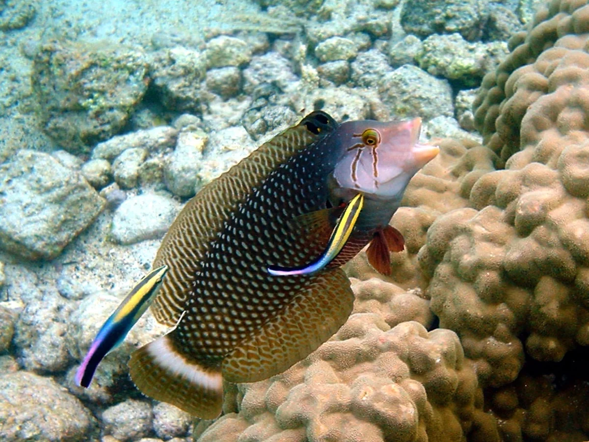 Underwater photograph showing two small blue cleaner wrasses removing parasites from the body and gills of a much larger reef fish that has opened its gill covers to allow access