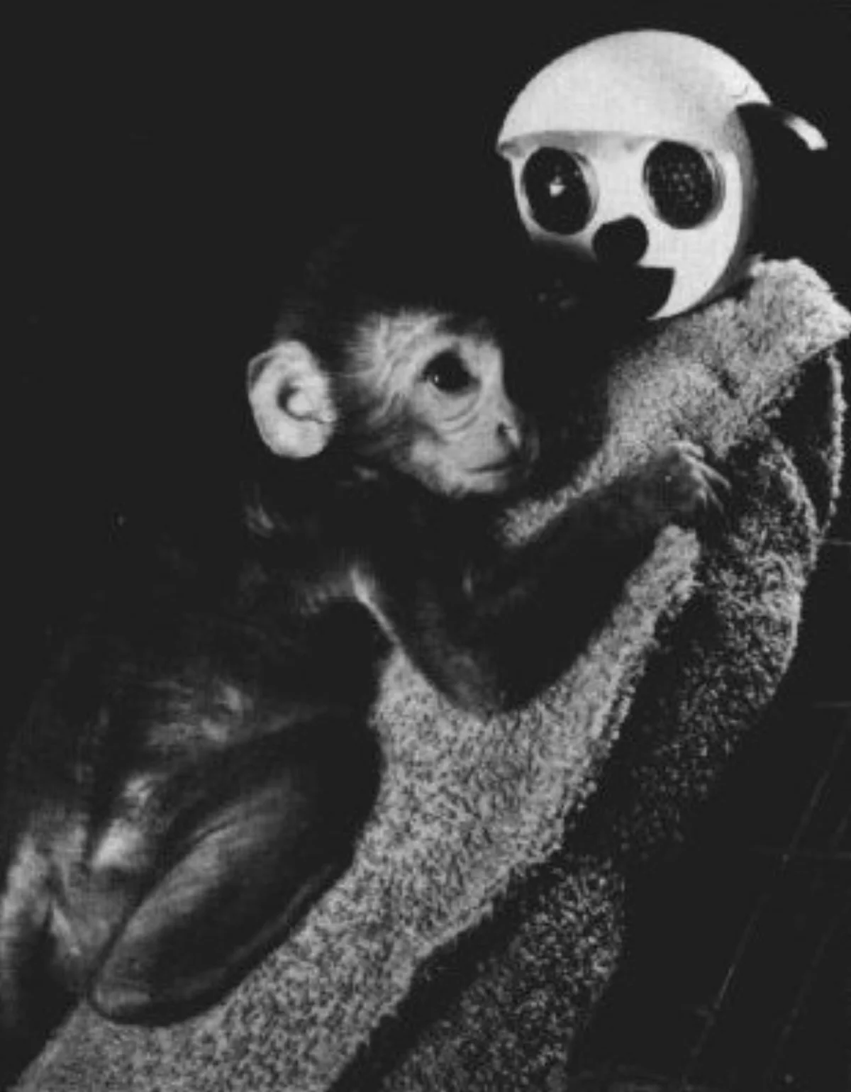 Black-and-white photograph from Harlow's experiments showing an infant rhesus monkey clinging tightly to a soft terrycloth surrogate mother during a fear test, with the cloth surrogate's stylized face visible above