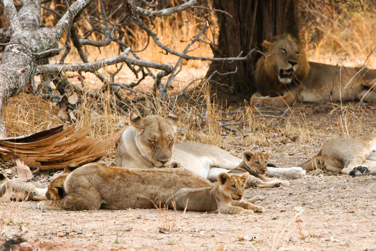 A lion pride resting in the shade: several lionesses lying together with cubs in the foreground, a single male lion visible behind them under the same tree