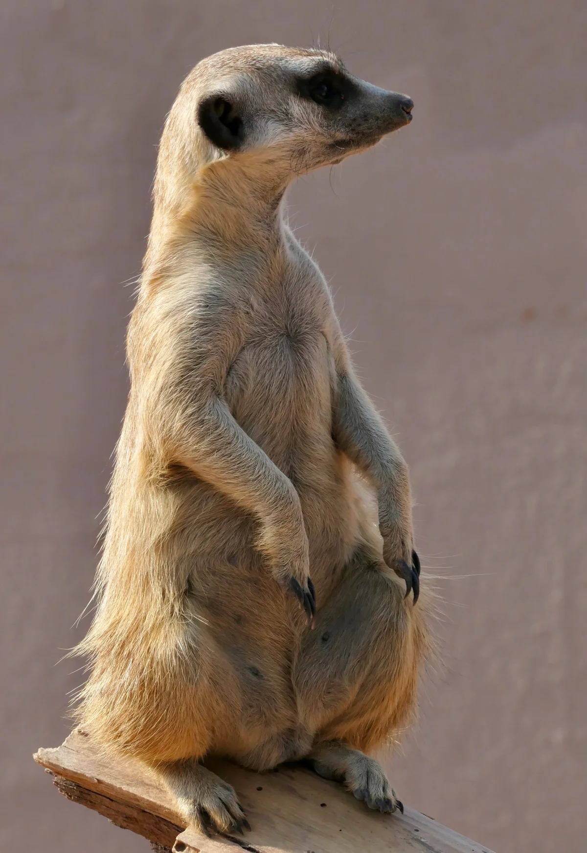 A meerkat standing fully upright on its hind legs on a wooden log, head turned in profile and neck stretched tall while it scans the surroundings for predators