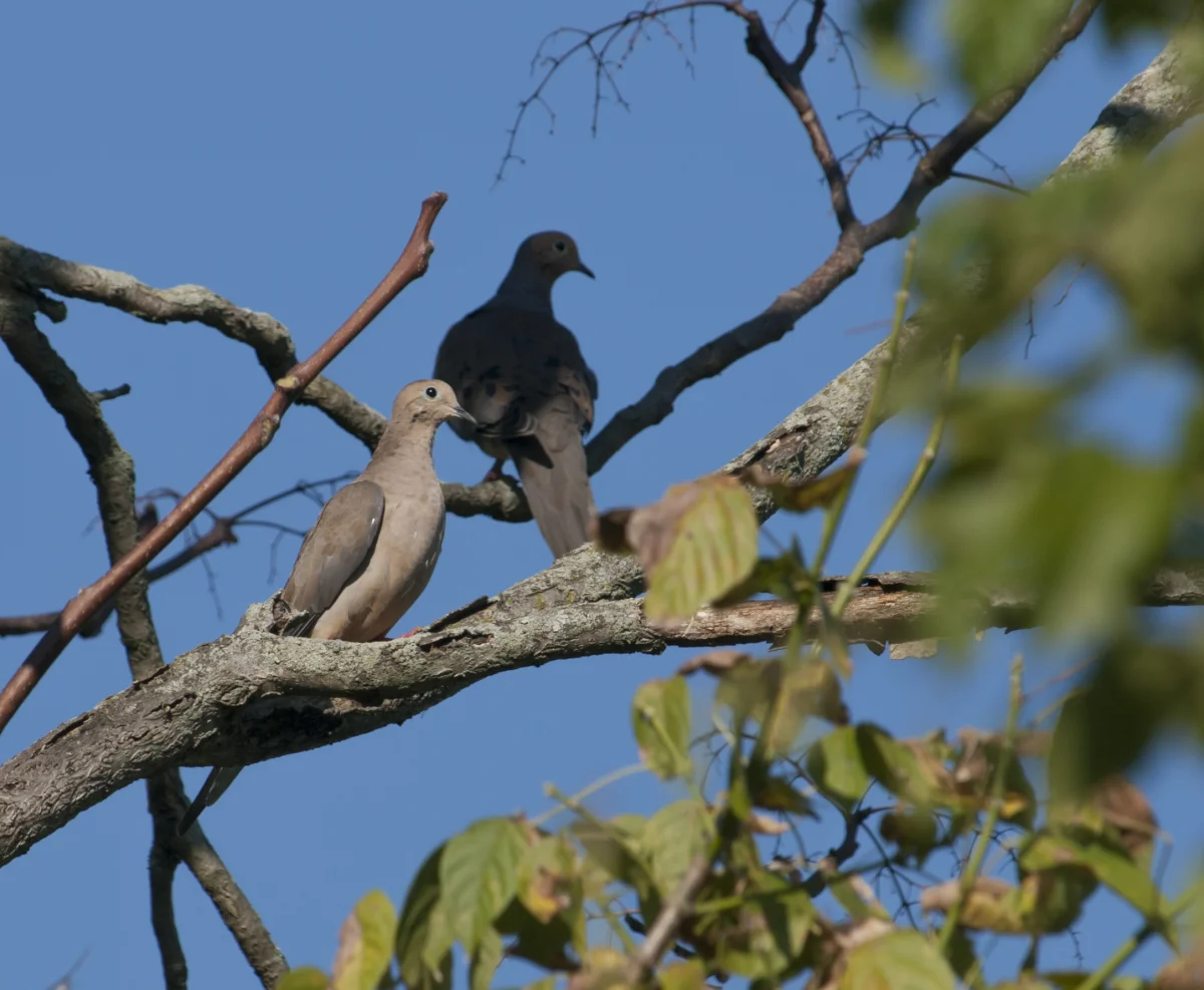 A pair of mourning doves perched together on a tree branch against a clear blue sky, one slightly above and behind the other