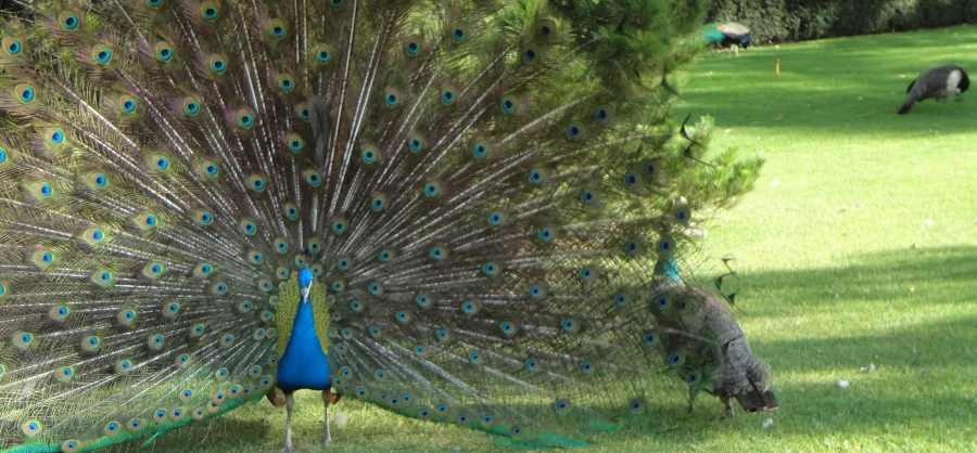 A male Indian peafowl in profile with its long iridescent blue body, crested head, and dramatic green tail with eyespots trailing behind it on the ground