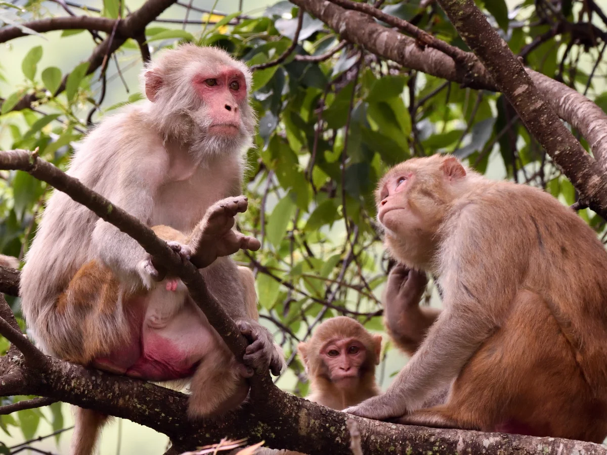 A family group of wild rhesus macaques resting together in a tree, an adult mother grooming what appears to be a juvenile while a smaller infant watches