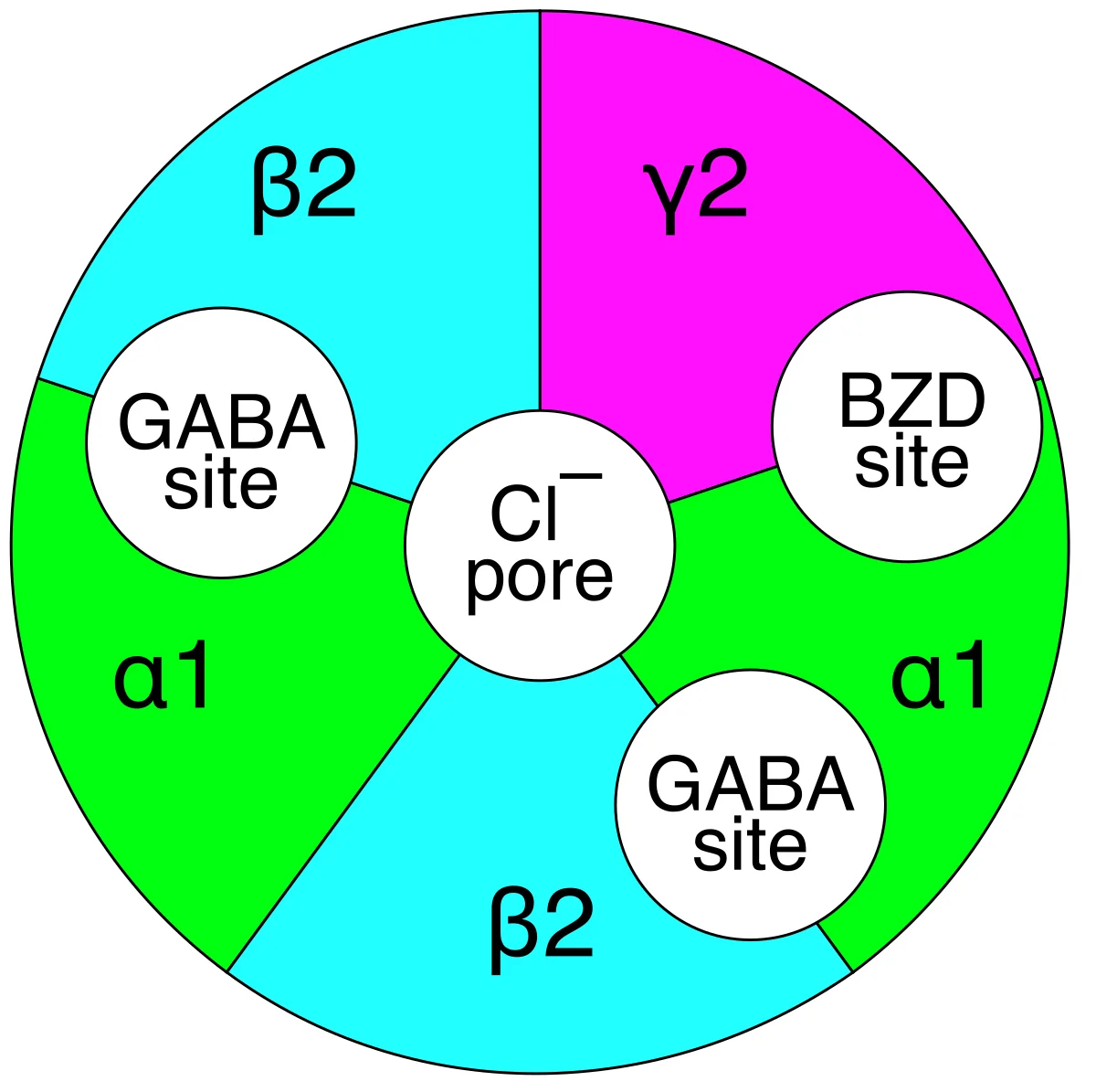 Top-down schematic of a GABA-A receptor as a circle of five subunits (two α1, two β2, one γ2) arranged around a central chloride pore, with the two GABA binding sites at the α/β interfaces and a separate benzodiazepine (BZD) binding site at the α/γ interface