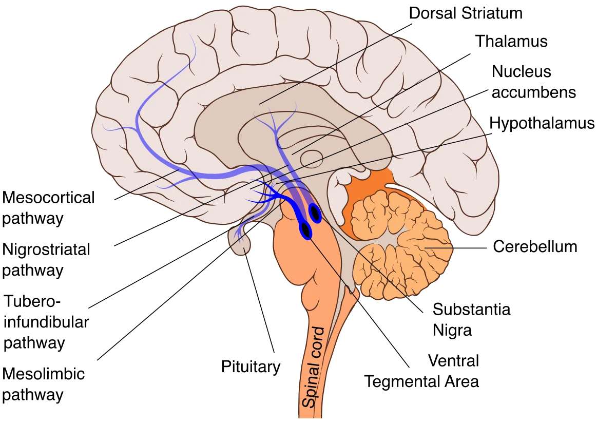 Mid-sagittal diagram of the human brain showing four dopamine projection pathways traced in blue: the mesolimbic pathway from the ventral tegmental area to the nucleus accumbens, the mesocortical pathway from the VTA to the prefrontal cortex, the nigrostriatal pathway from substantia nigra to dorsal striatum, and the tuberoinfundibular pathway from hypothalamus to pituitary