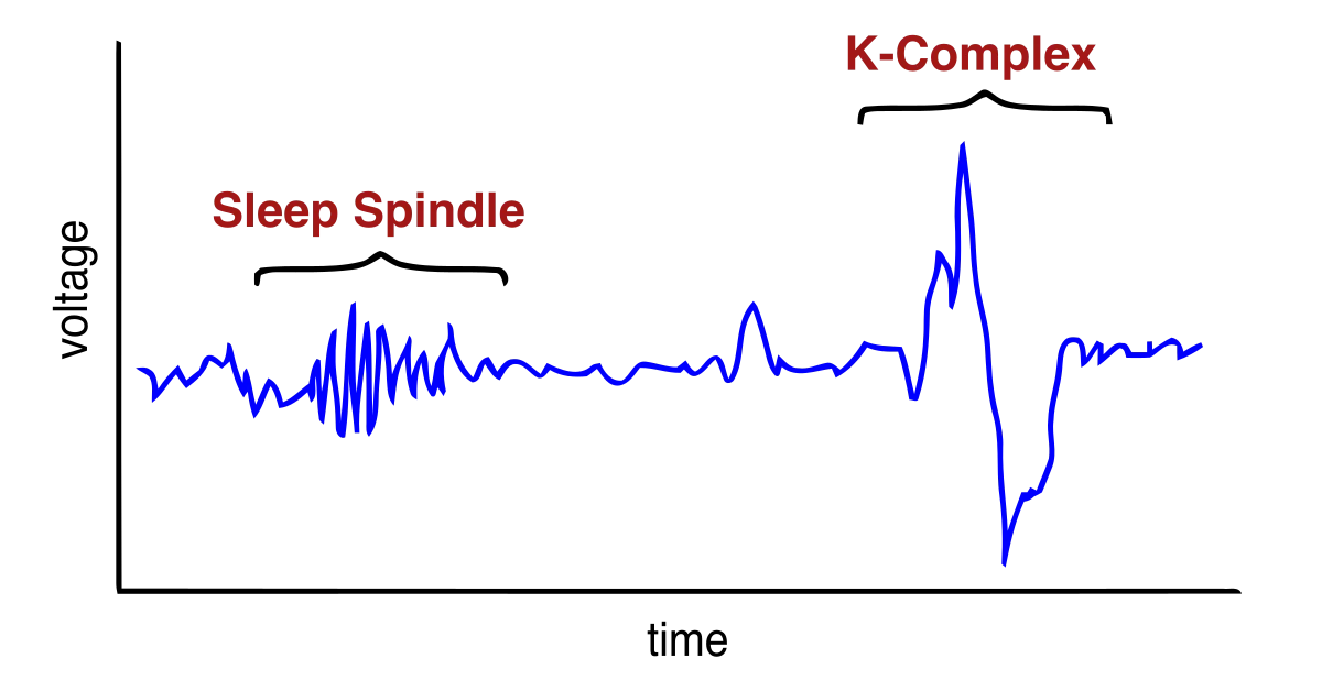EEG trace from N2 sleep showing two characteristic features labeled: a sleep spindle (a short burst of fast, low-amplitude oscillations) and a K-complex (a single large biphasic wave with a sharp upward then downward swing)