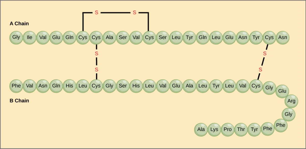 Insulin structure showing two polypeptide chains (A chain and B chain) linked by two inter-chain disulfide bonds and a third intra-chain disulfide bond within the A chain