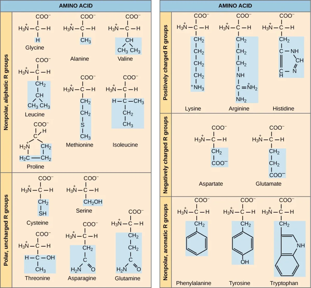 Chart of all 20 standard amino acids grouped by R group category: nonpolar aliphatic, nonpolar aromatic, polar uncharged, positively charged, and negatively charged, each with structural formulas labeled