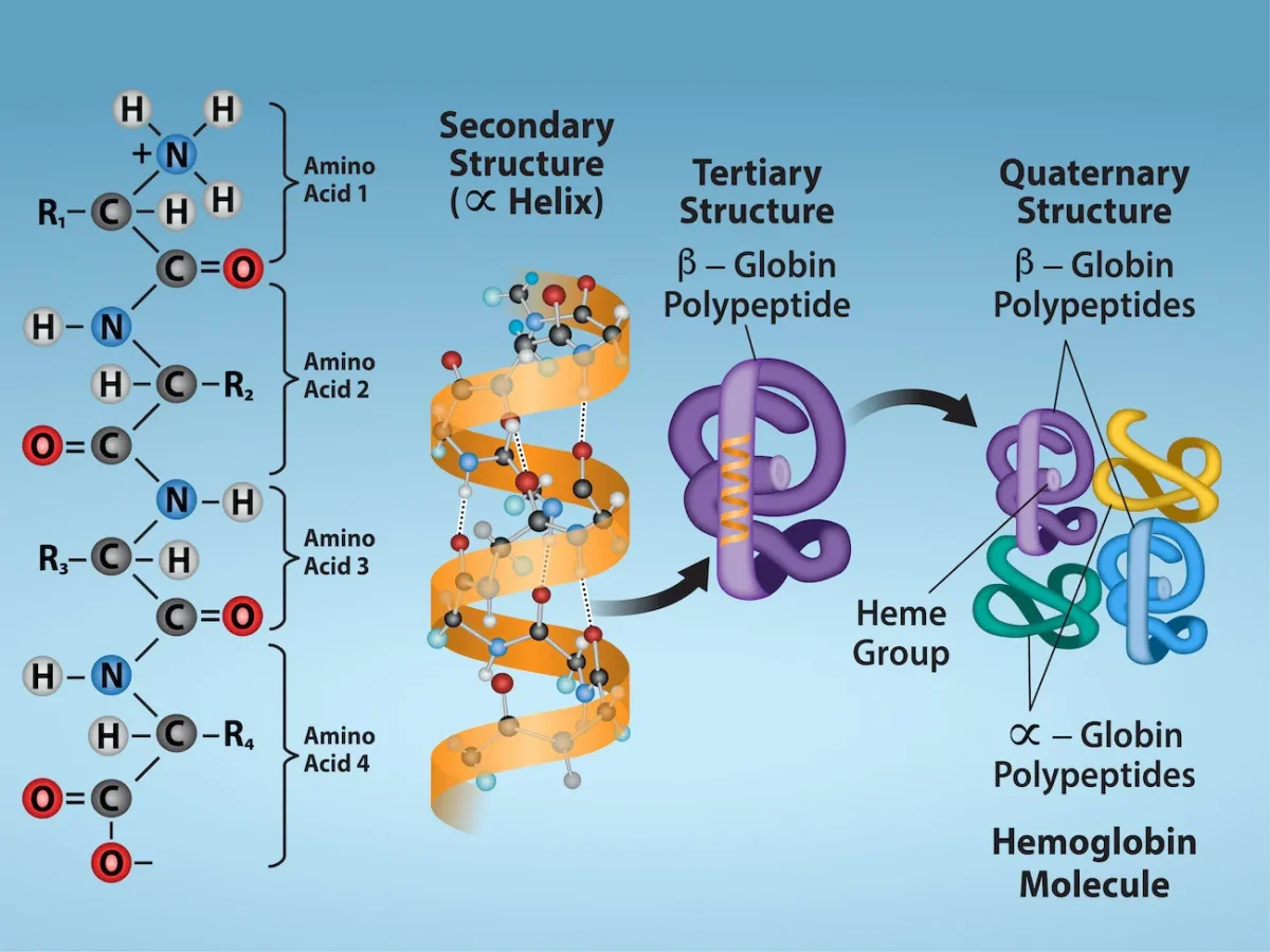 Progression from primary amino acid sequence to secondary alpha helix to tertiary folded single chain (beta globin polypeptide) to quaternary hemoglobin molecule with four subunits and heme groups