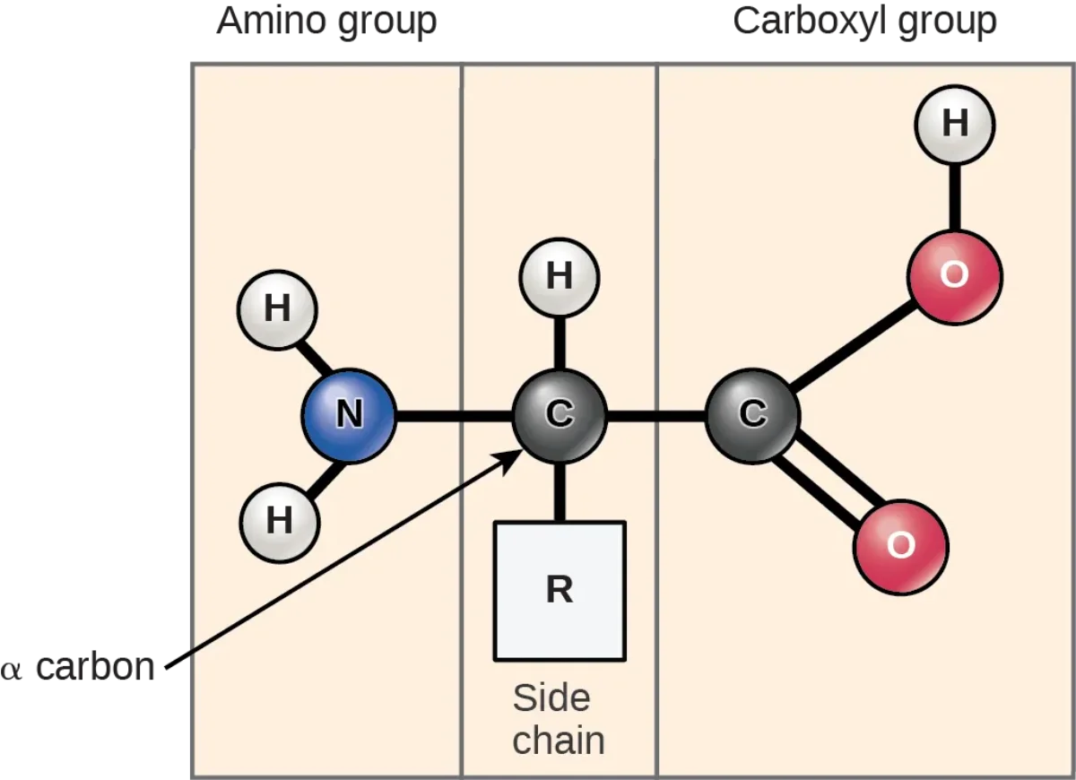 General amino acid structure with the central alpha carbon bonded to an amino group, a carboxyl group, a hydrogen atom, and an R group side chain